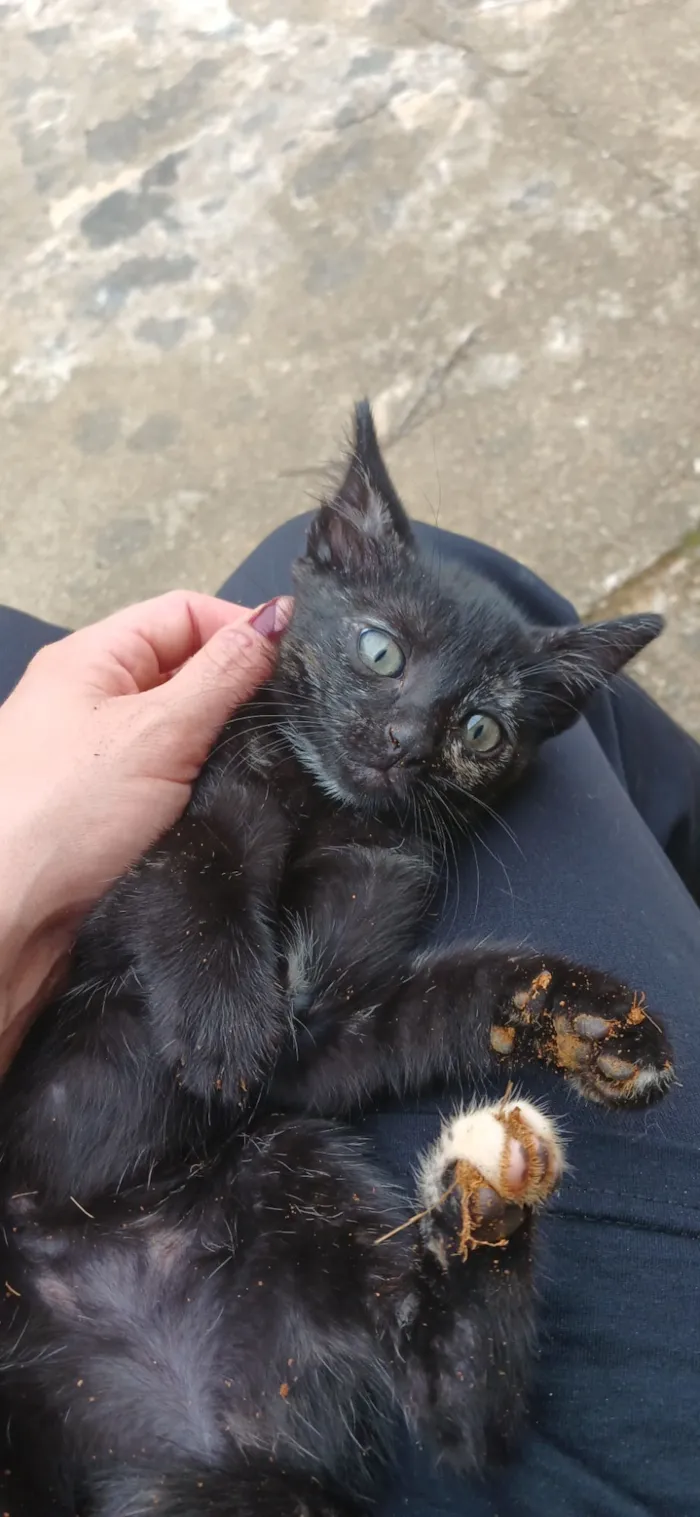 Gato raça SRD-ViraLata idade Abaixo de 2 meses nome Sem nome 