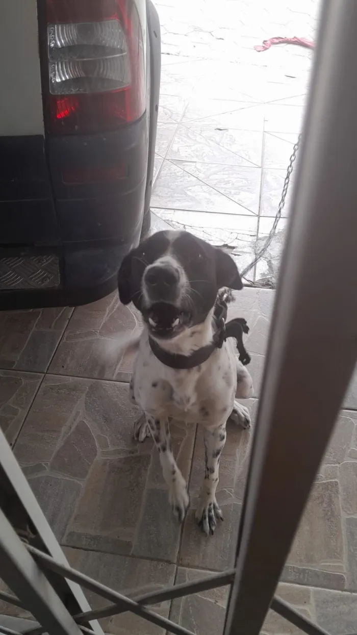 Cachorro raça SRD-ViraLata idade 1 ano nome Sofia 