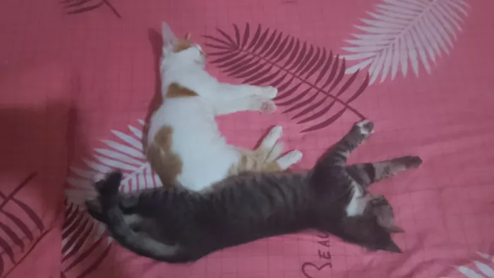 Gato raça SRD-ViraLata idade 2 a 6 meses nome Ainda não tem nomes