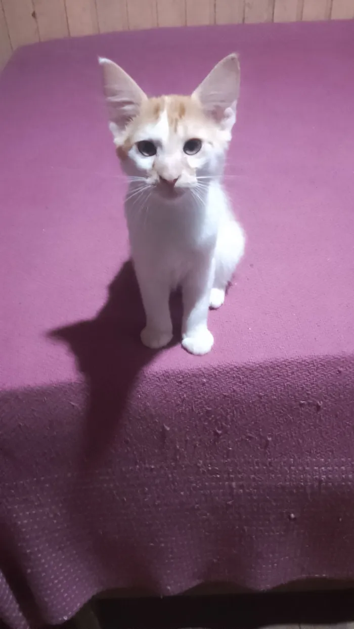 Gato raça SRD-ViraLata idade 2 a 6 meses nome Ainda não tem nomes