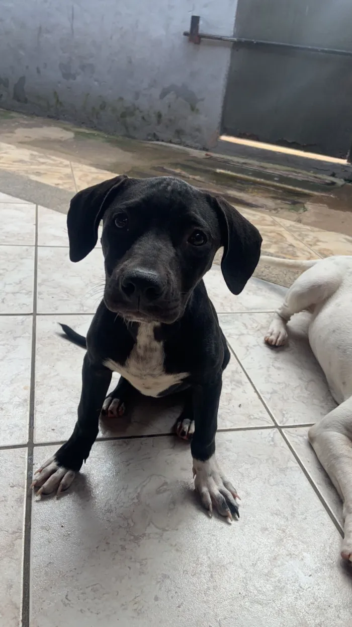 Cachorro raça Pit-Bull idade 2 a 6 meses nome Lunna 