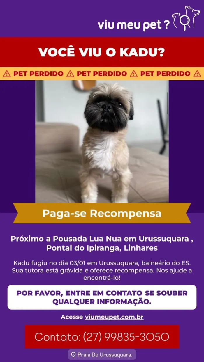 Cachorro raça Shitzu idade 5 anos nome Kadu