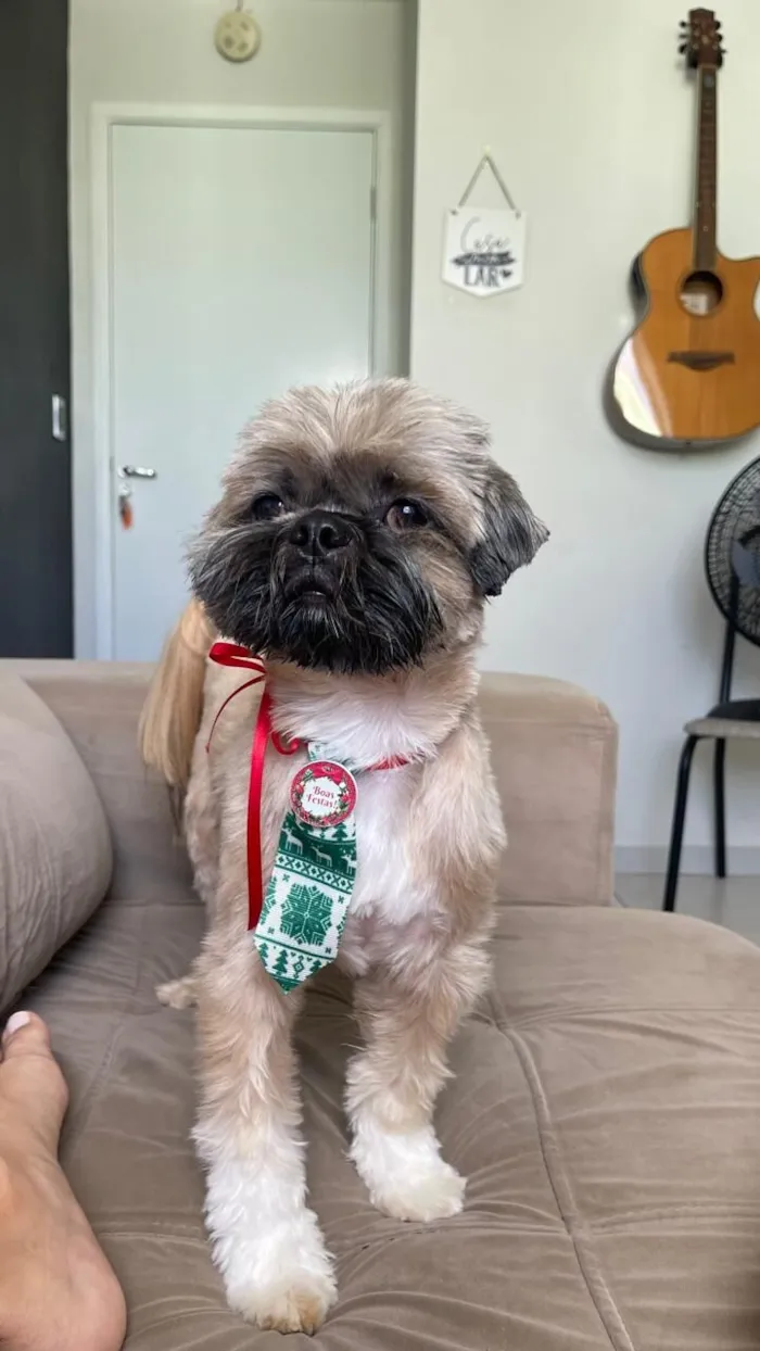 Cachorro raça Shitzu idade 5 anos nome Kadu