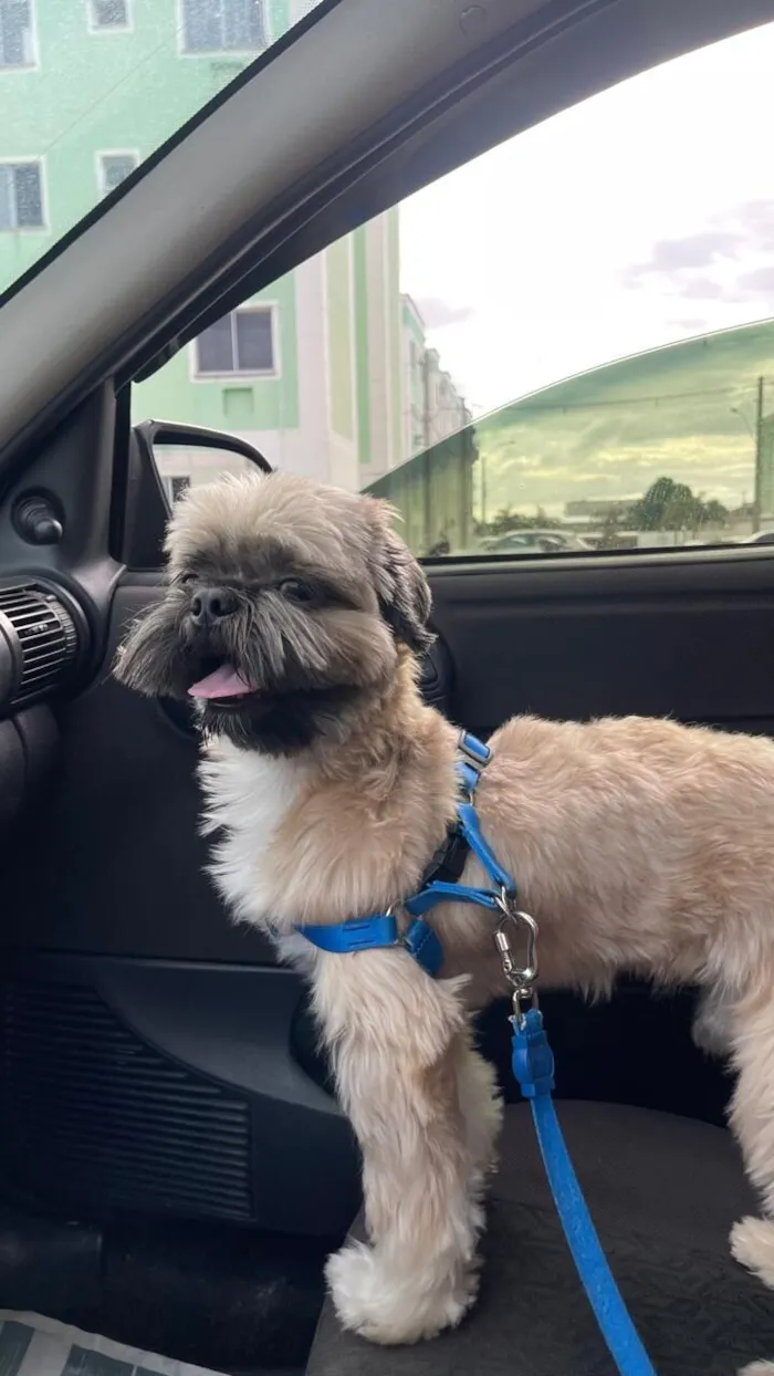 Cachorro raça Shitzu idade 5 anos nome Kadu