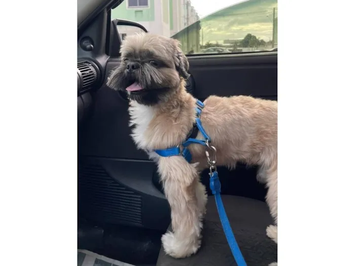 Cachorro raça Shitzu idade 5 anos nome Kadu