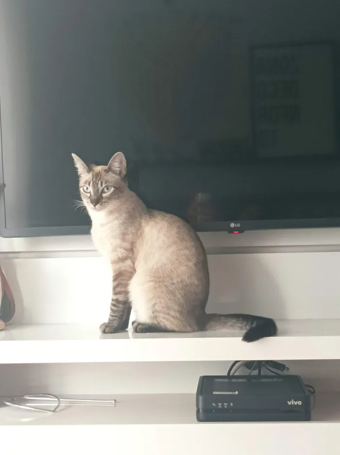 Gato raça SRD-ViraLata idade 4 anos nome Ágatha 