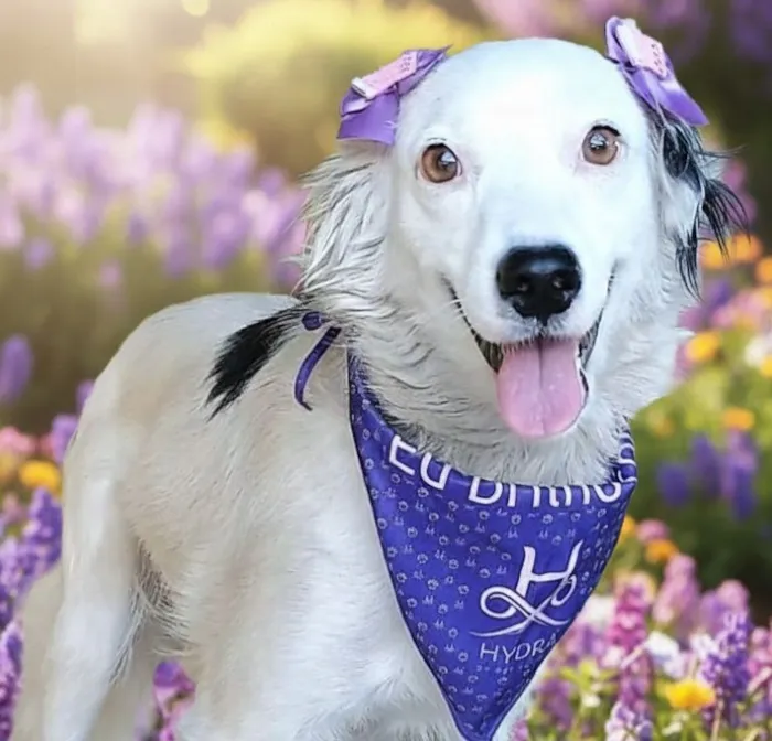 Cachorro raça SRD-ViraLata idade 2 anos nome Diana