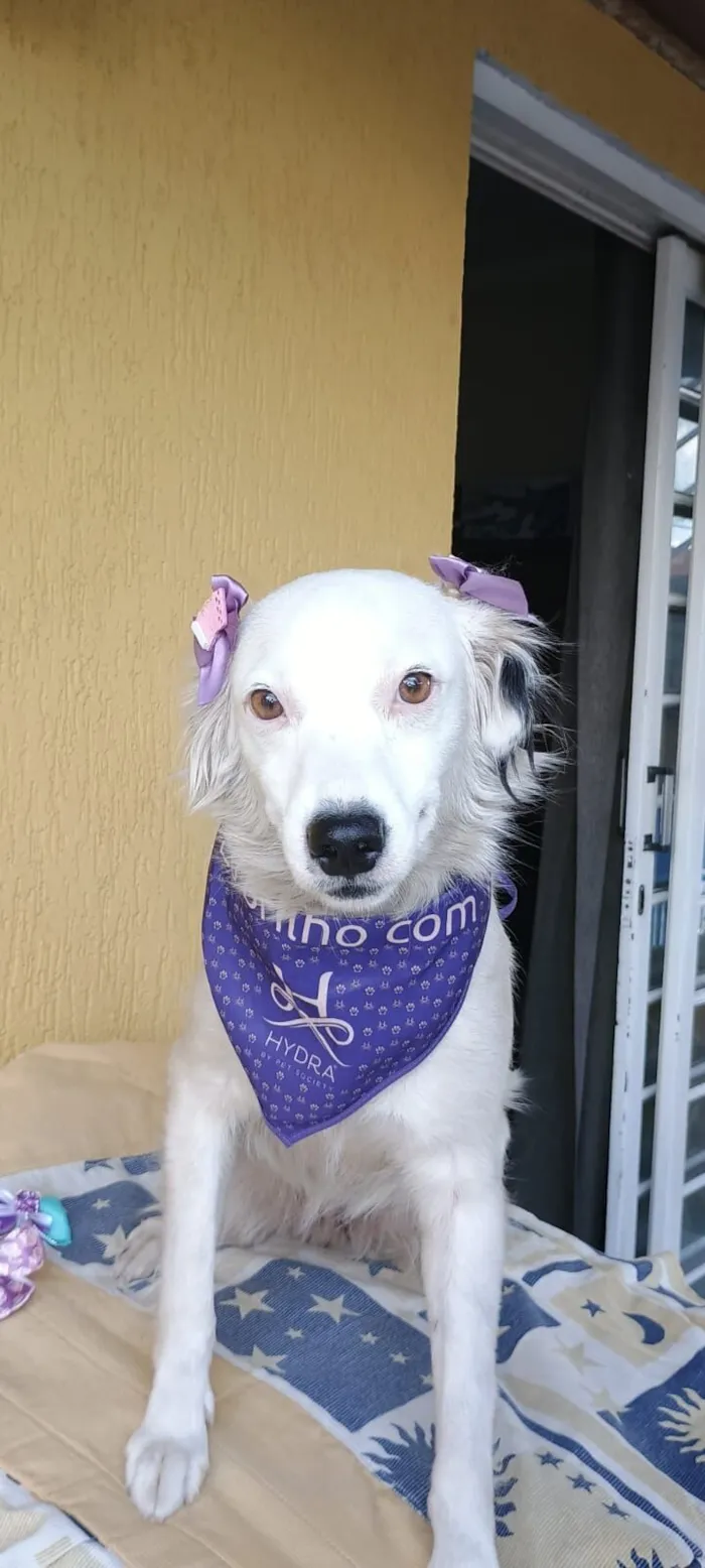 Cachorro raça SRD-ViraLata idade 2 anos nome Diana