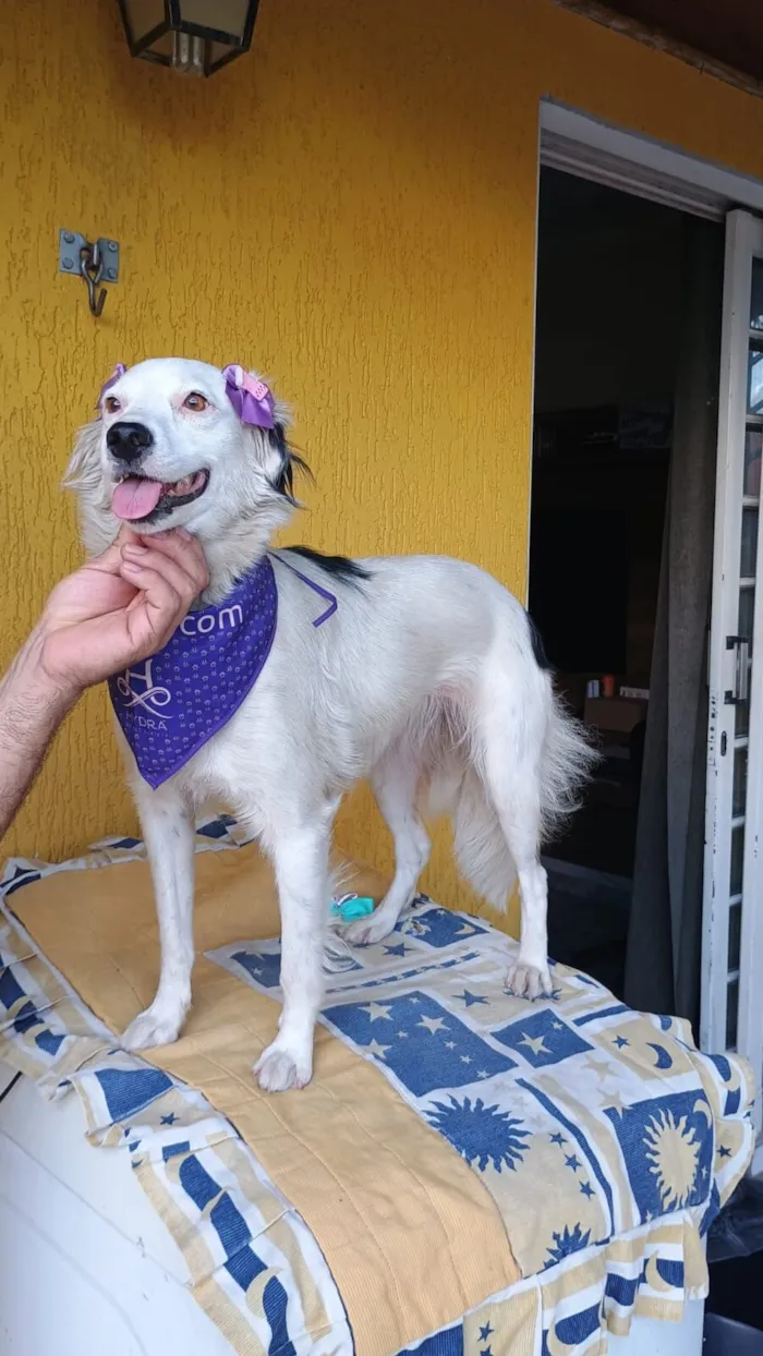 Cachorro raça SRD-ViraLata idade 2 anos nome Diana