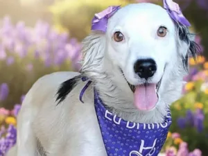 Cachorro raça SRD-ViraLata idade 2 anos nome Diana