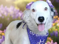 Cachorro raça SRD-ViraLata idade 2 anos nome Diana