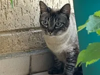 Gato raça SRD-ViraLata idade 4 anos nome Ágatha 