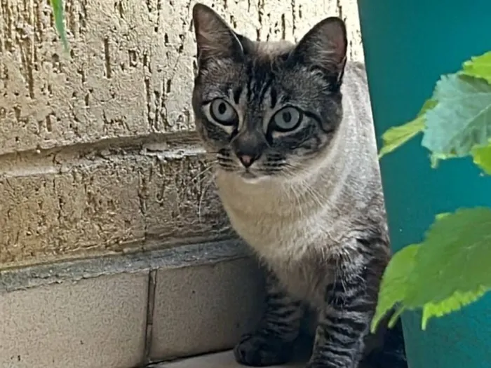 Gato raça SRD-ViraLata idade 4 anos nome Ágatha 