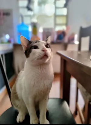 Gato raça SRD-ViraLata idade 1 ano nome Mingal