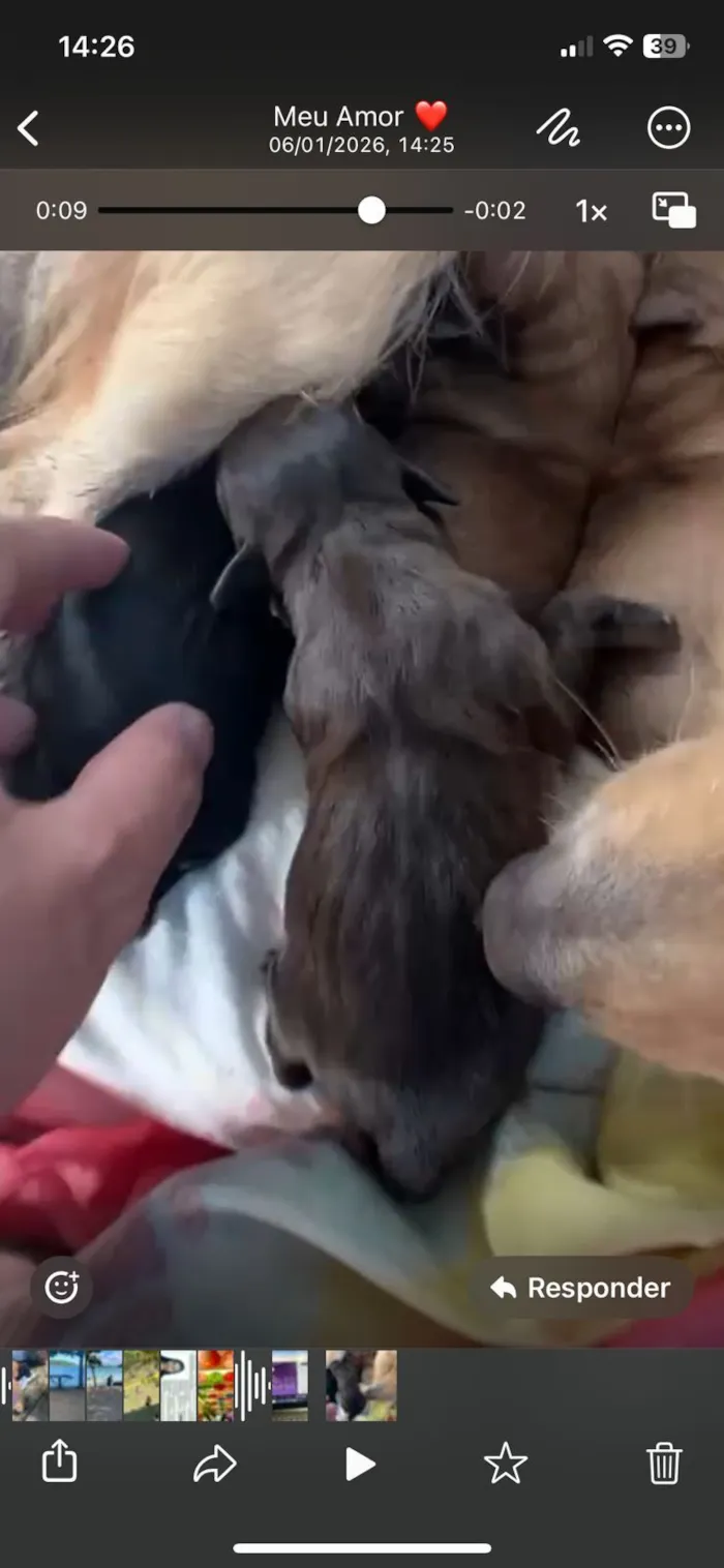 Cachorro raça SRD-ViraLata idade Abaixo de 2 meses nome filhotes 