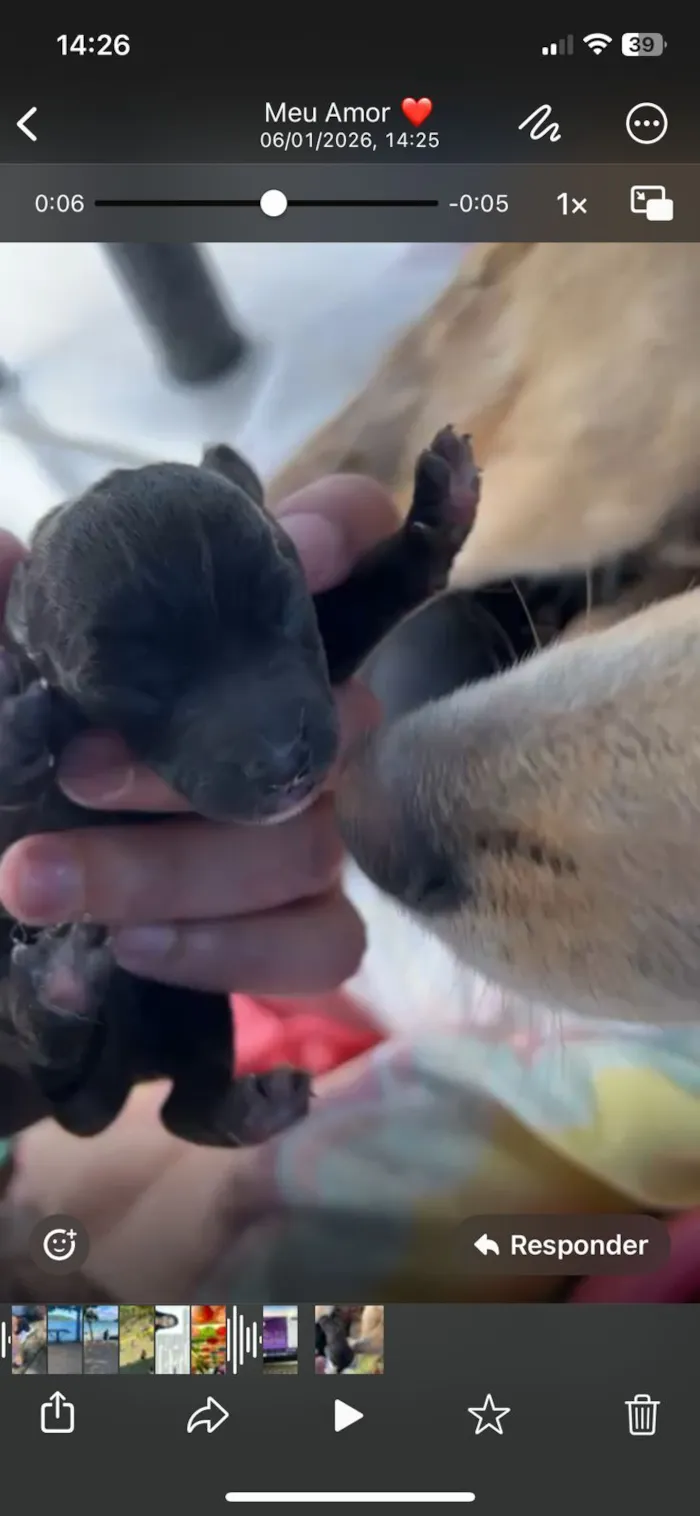 Cachorro raça SRD-ViraLata idade Abaixo de 2 meses nome filhotes 