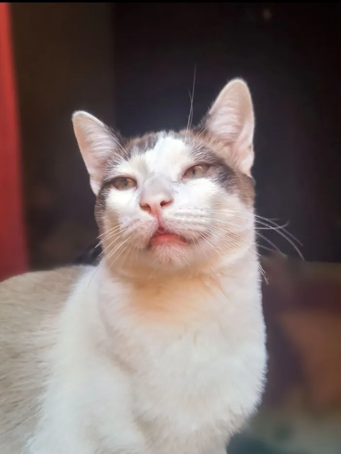 Gato raça SRD-ViraLata idade 1 ano nome Mingal