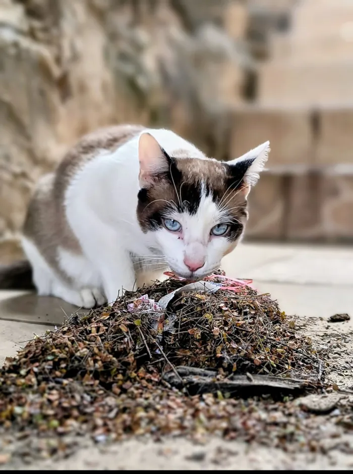 Gato raça SRD-ViraLata idade 1 ano nome Mingal