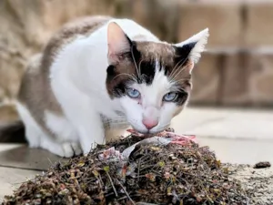 Gato raça SRD-ViraLata idade 1 ano nome Mingal