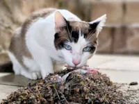 Gato raça SRD-ViraLata idade 1 ano nome Mingal