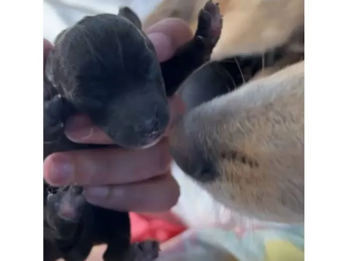 Cachorro raça SRD-ViraLata idade Abaixo de 2 meses nome filhotes 