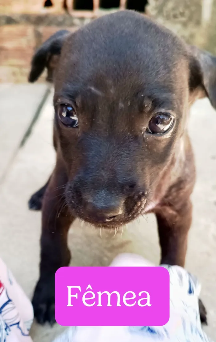 Cachorro raça SRD-ViraLata idade Abaixo de 2 meses nome Pretinha