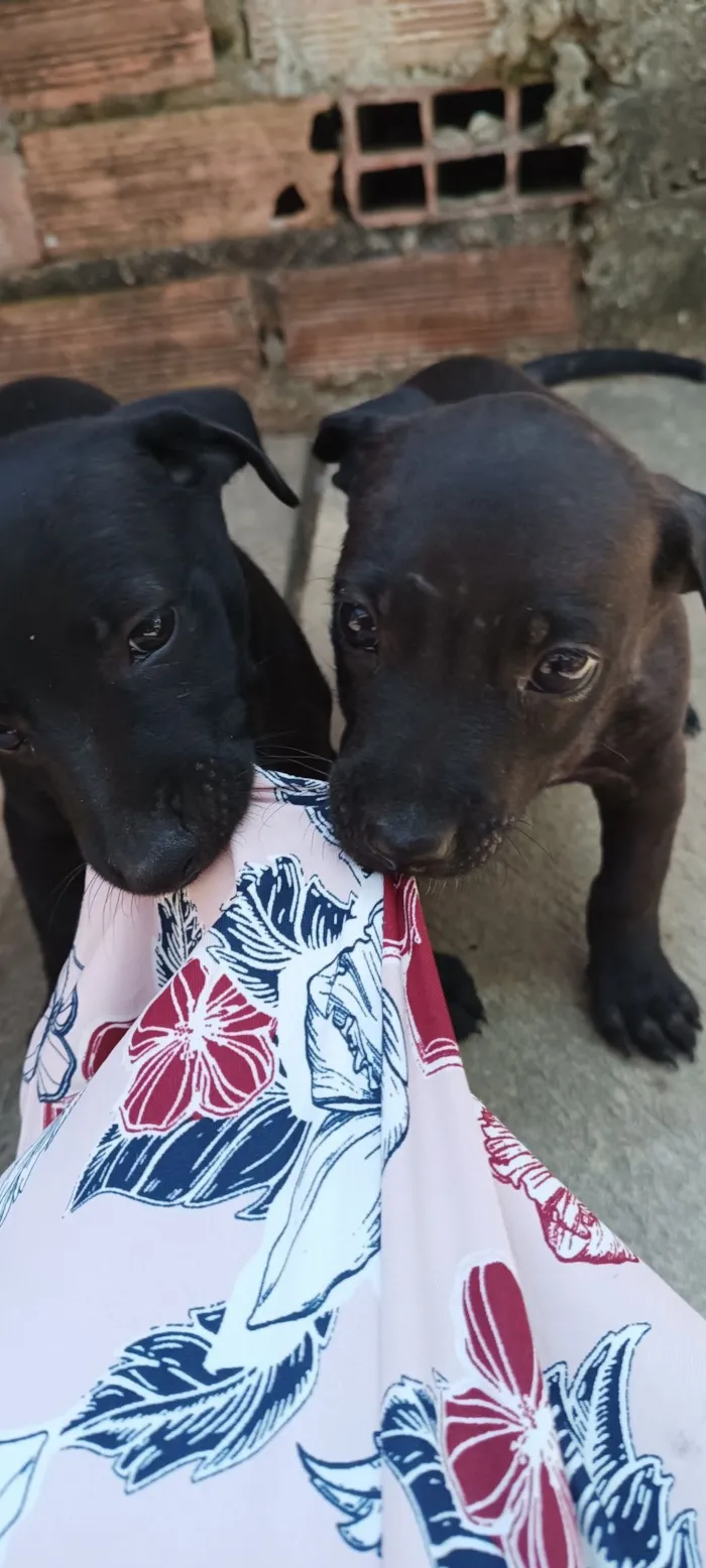 Cachorro raça SRD-ViraLata idade Abaixo de 2 meses nome Pretinha