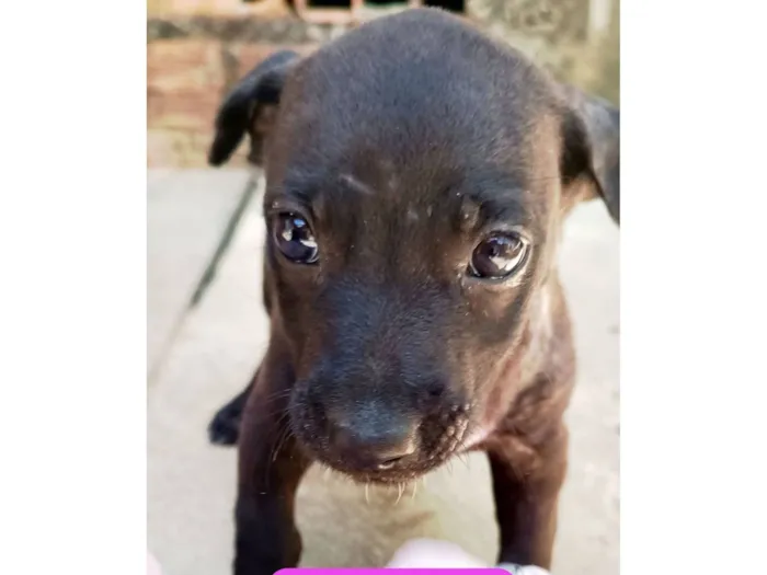 Cachorro raça SRD-ViraLata idade Abaixo de 2 meses nome Pretinha