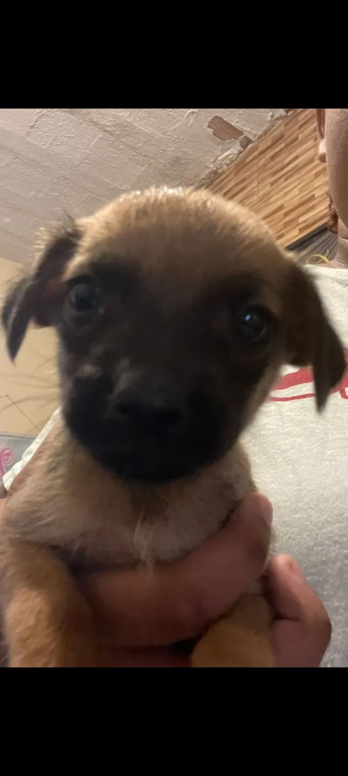 Cachorro raça SRD-ViraLata idade Abaixo de 2 meses nome DAYANA SOARES DE ABREU DA SILVA