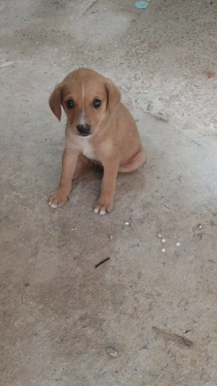 Cachorro raça SRD-ViraLata idade Abaixo de 2 meses nome DAYANA SOARES DE ABREU DA SILVA