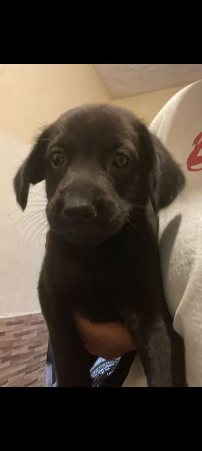 Cachorro raça SRD-ViraLata idade Abaixo de 2 meses nome DAYANA SOARES DE ABREU DA SILVA