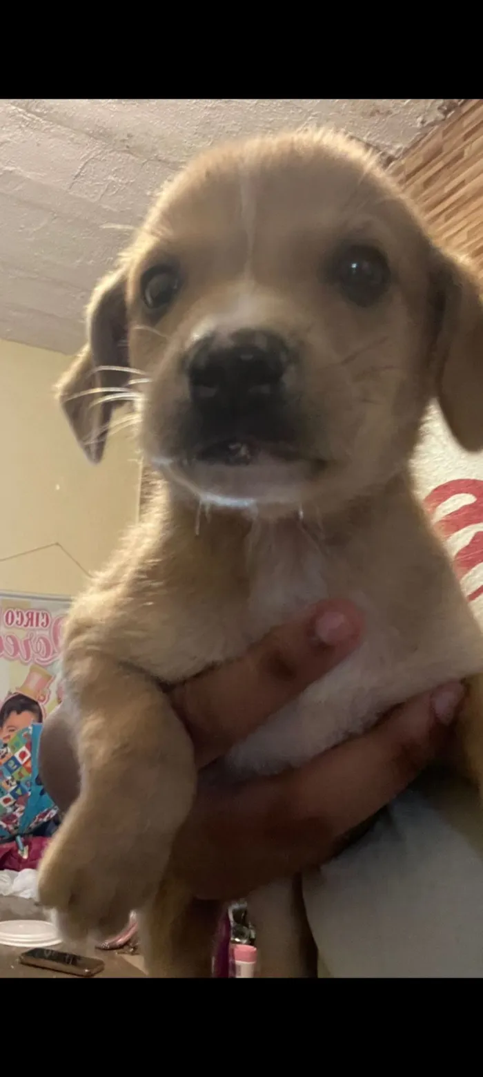 Cachorro raça SRD-ViraLata idade Abaixo de 2 meses nome DAYANA SOARES DE ABREU DA SILVA