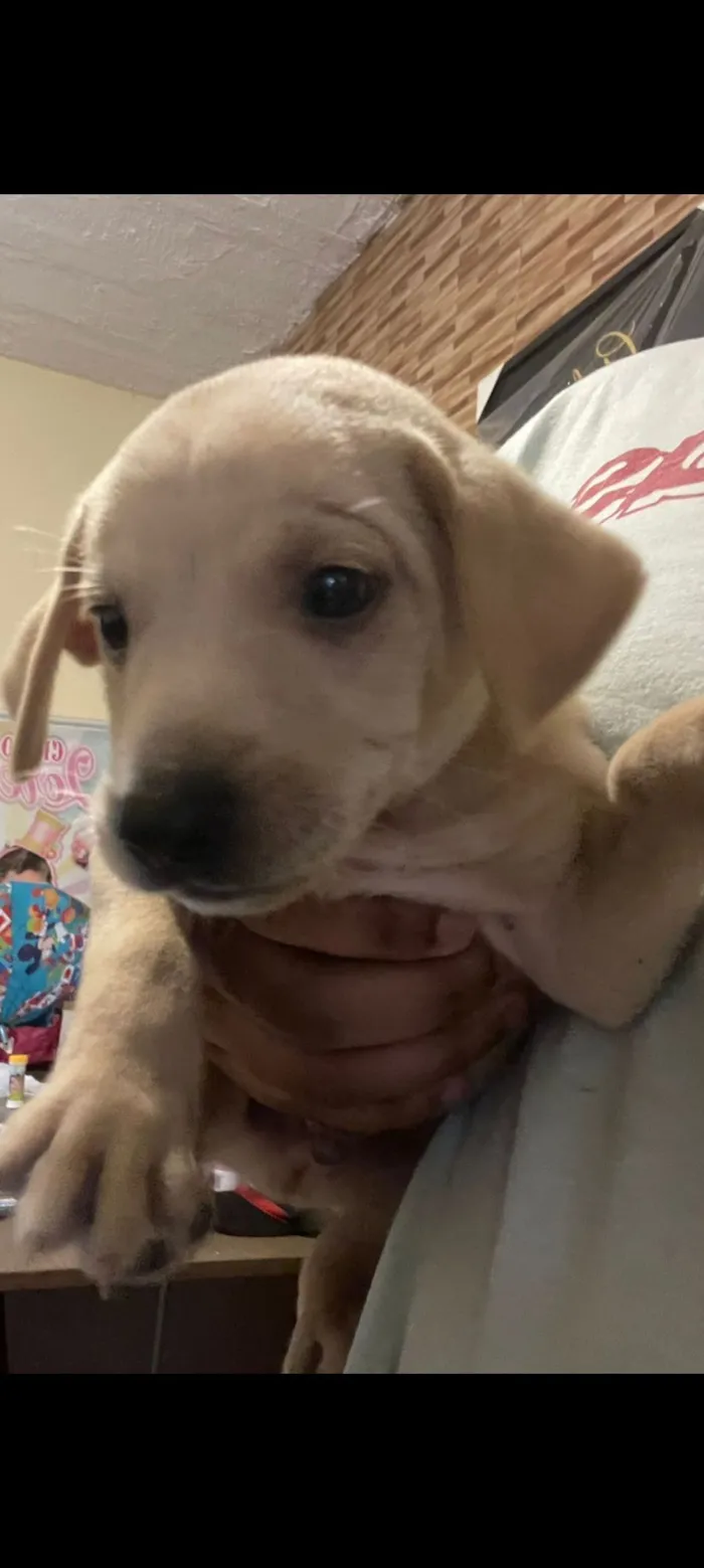 Cachorro raça SRD-ViraLata idade Abaixo de 2 meses nome DAYANA SOARES DE ABREU DA SILVA