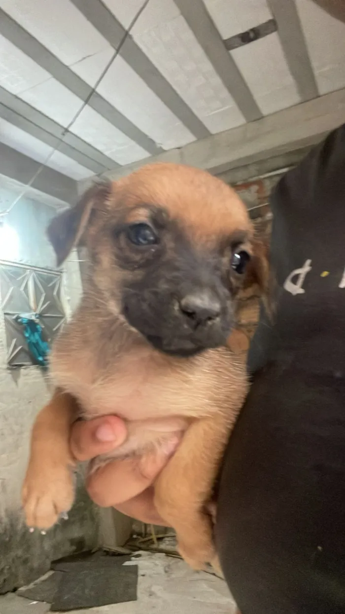 Cachorro raça SRD-ViraLata idade Abaixo de 2 meses nome DAYANA SOARES DE ABREU DA SILVA