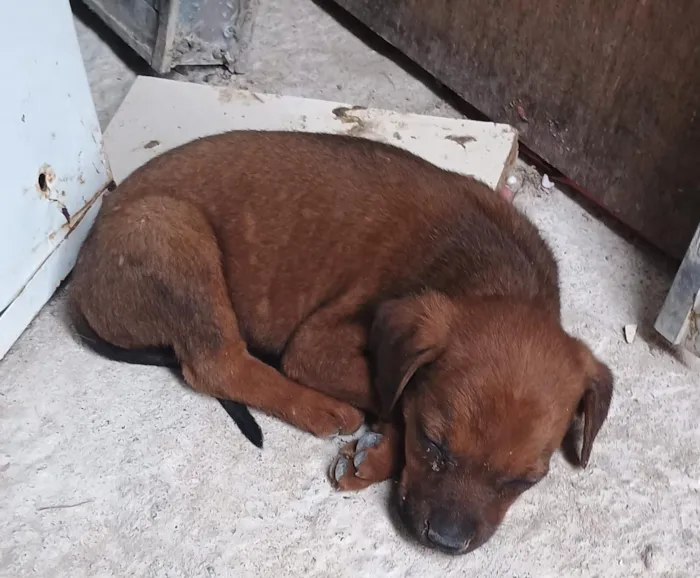 DAYANA SOARES DE ABREU DA SILVA