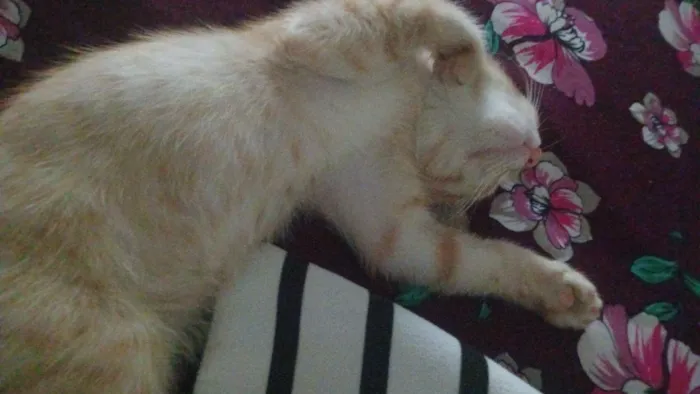 Gato raça Siamês idade 2 a 6 meses nome Belo