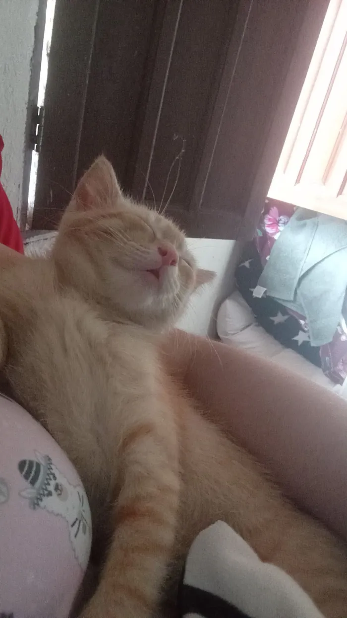 Gato raça Siamês idade 2 a 6 meses nome Belo