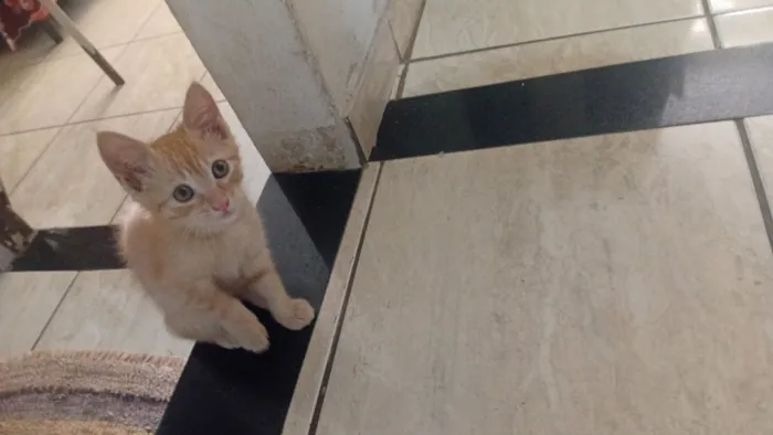 Gato raça Siamês idade 2 a 6 meses nome Belo