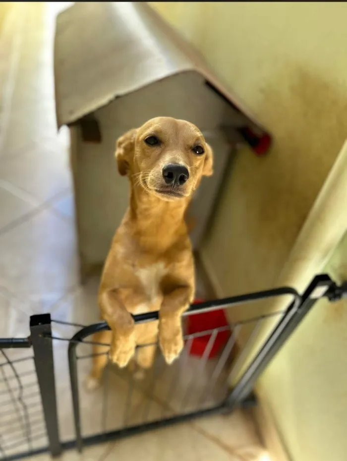 Cachorro raça SRD-ViraLata idade 2 a 6 meses nome Pipoca 