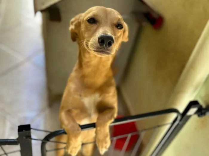 Cachorro raça SRD-ViraLata idade 2 a 6 meses nome Pipoca 