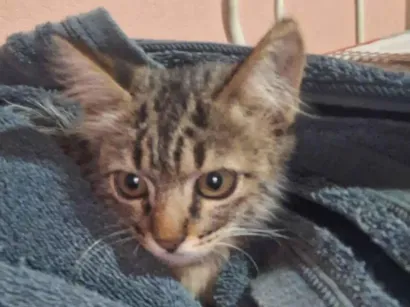 Gato raça SRD-ViraLata idade 2 a 6 meses nome Xuxinha