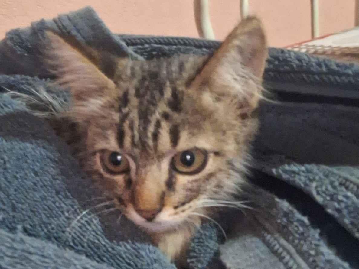 Gato raça SRD-ViraLata idade 2 a 6 meses nome Xuxinha