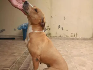 Cachorro raça SRD-ViraLata idade 6 ou mais anos nome Mel 