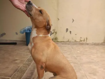 Cachorro raça SRD-ViraLata idade 6 ou mais anos nome Mel 