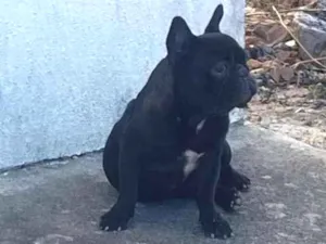 Cachorro raça Bulldog idade 5 anos nome Aliane de jesus