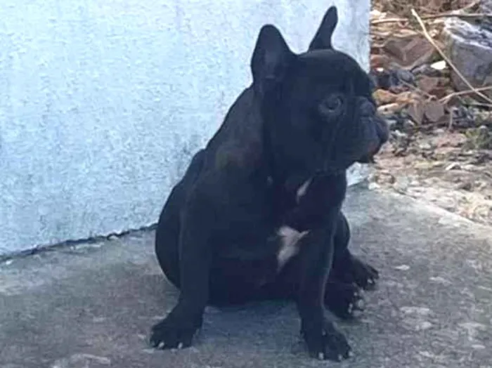 Cachorro raça Bulldog idade 5 anos nome Aliane de jesus