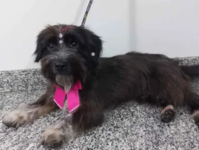 Cachorro raça SRD-ViraLata idade 1 ano nome Perdida