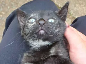 Gato raça SRD-ViraLata idade Abaixo de 2 meses nome Ainda sem nome 