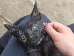 Gato raça SRD-ViraLata idade Abaixo de 2 meses nome Sem nome 