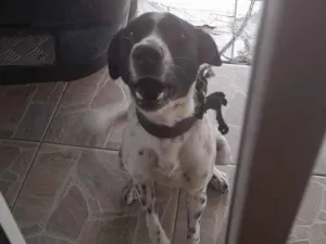 Cachorro raça SRD-ViraLata idade 1 ano nome Sofia 